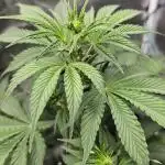 Mimosa first ever grow