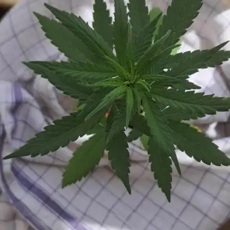Auto Mimosa Punch by Dutch Passion