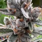 Zmoothiez / Dope Soil + Autopot