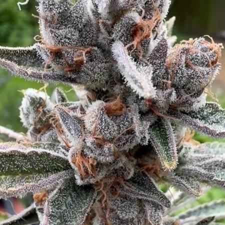 Zmoothiez / Dope Soil + Autopot