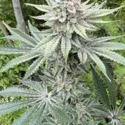 Zmoothiez / Dope Soil + Autopot