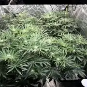 DWC / Killer Kush / Double Black G13