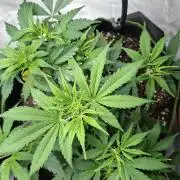 Auto purple couskush 2025