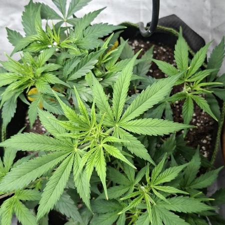 Auto purple couskush 2025