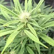 Auto purple couskush 2025