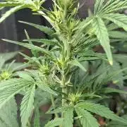 Auto purple couskush 2025