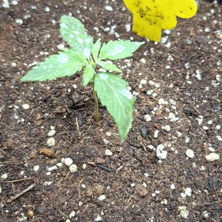 Auto purple couskush 2025