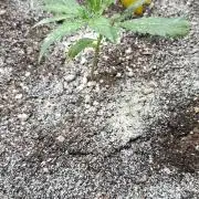 Auto purple couskush 2025