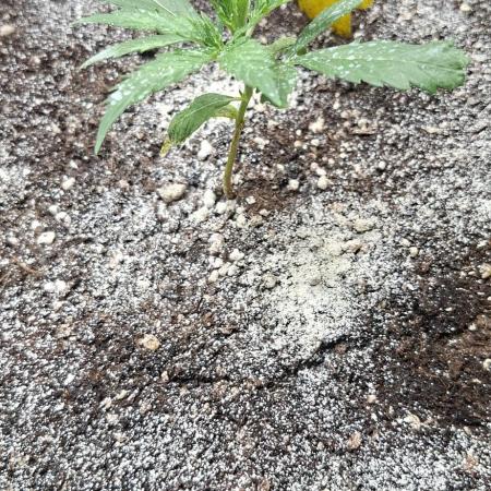 Auto purple couskush 2025