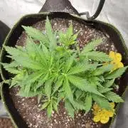 Auto purple couskush 2025