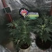 Rainbow Candy