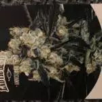 First coco Amnesia nr.7