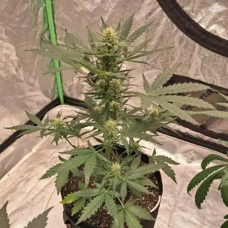 Ethos autoflower spring 26'
