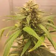 Ethos autoflower spring 26'