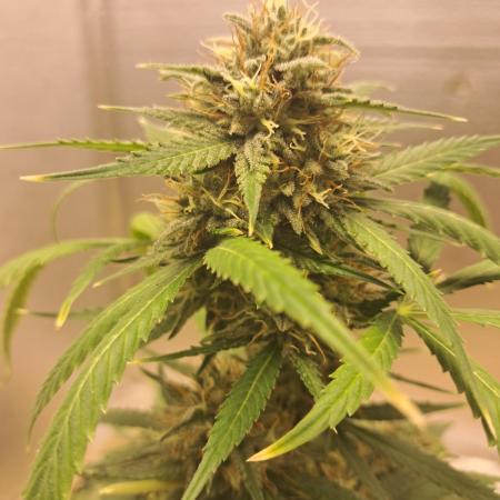 Ethos autoflower spring 26'
