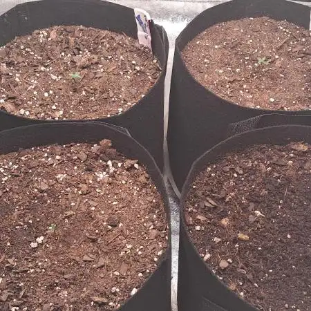 Ethos autoflower spring 26'
