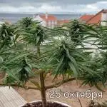 The tender guest of my solitude