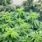 2 Autos + 1 Photo. 60x60. 150W LED.