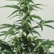 2 Autos + 1 Photo. 60x60. 150W LED.