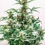 2 Autos + 1 Photo. 60x60. 150W LED.