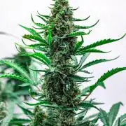 2 Autos + 1 Photo. 60x60. 150W LED.