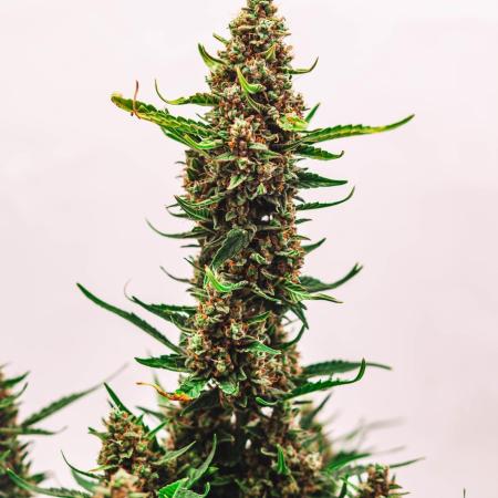 2 Autos + 1 Photo. 60x60. 150W LED.
