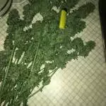 Pineapple Express and Girl Scout Cookies