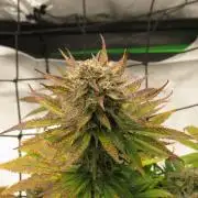 First Timer All Around!