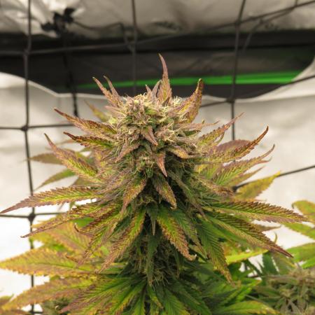 First Timer All Around!