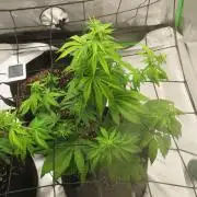 First Timer All Around!