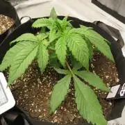 First Timer All Around!