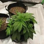 First Timer All Around!