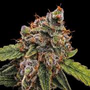 Strawberry Gorilla Auto (HFF)