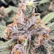 Strawberry Gorilla Auto (HFF)