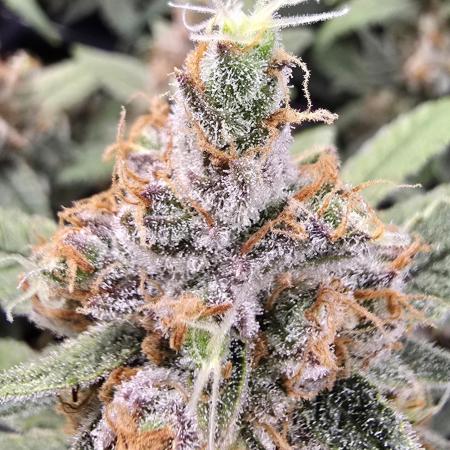 Strawberry Gorilla Auto (HFF)