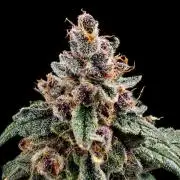 Strawberry Gorilla Auto (HFF)