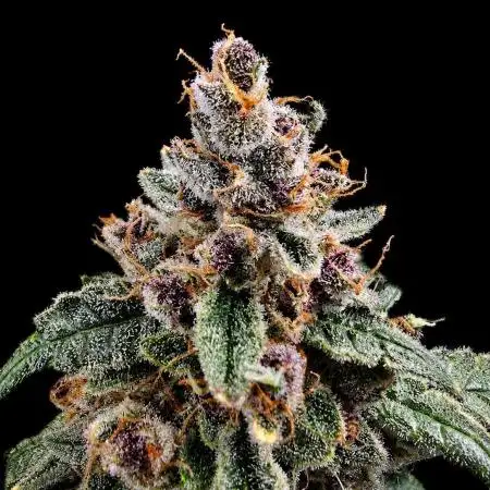 Strawberry Gorilla Auto (HFF)