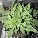 Jack Herer | Green House Seeds