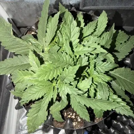 Jack Herer | Green House Seeds