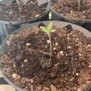 OG Kush