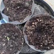 OG Kush