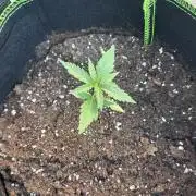 OG Kush