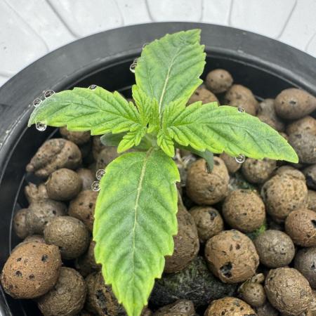 Frostade von Umami Seeds