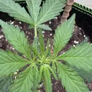OG Kush