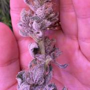 Hydro