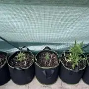 OG Kush