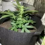 White Widow Auto - first grow