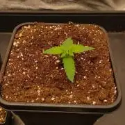 2. Jitrnice pestuje jitrnice
