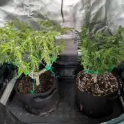 WhiteWidow,QuickBlackLemon