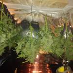 Royal lights autos